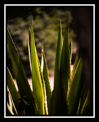 Area Rug Restoration