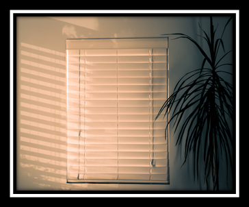 Area Rug Restoration