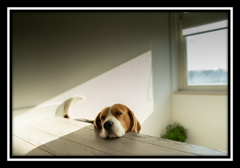 Area Rug Restoration